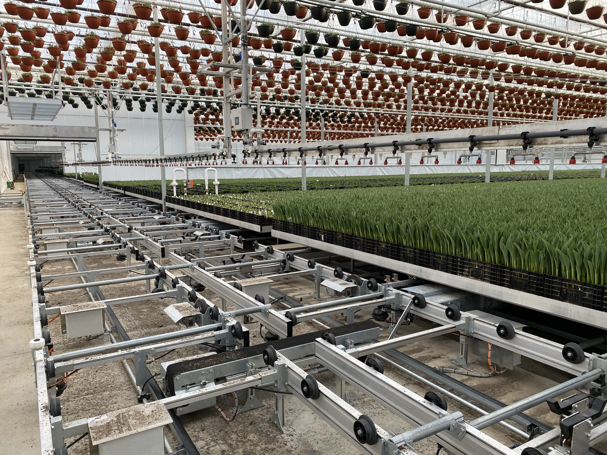 Pioneer Flower Farms